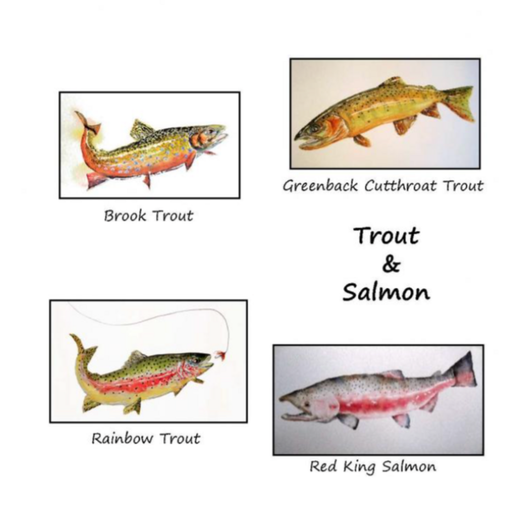 Amy Beidleman Trout & Salmon Greeting Card Set - (Set of 12)