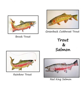 Amy Beidleman Trout & Salmon Greeting Card Set - (Set of 12)