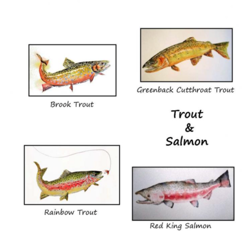 Amy Beidleman Trout & Salmon Greeting Card Set - (Set of 12)