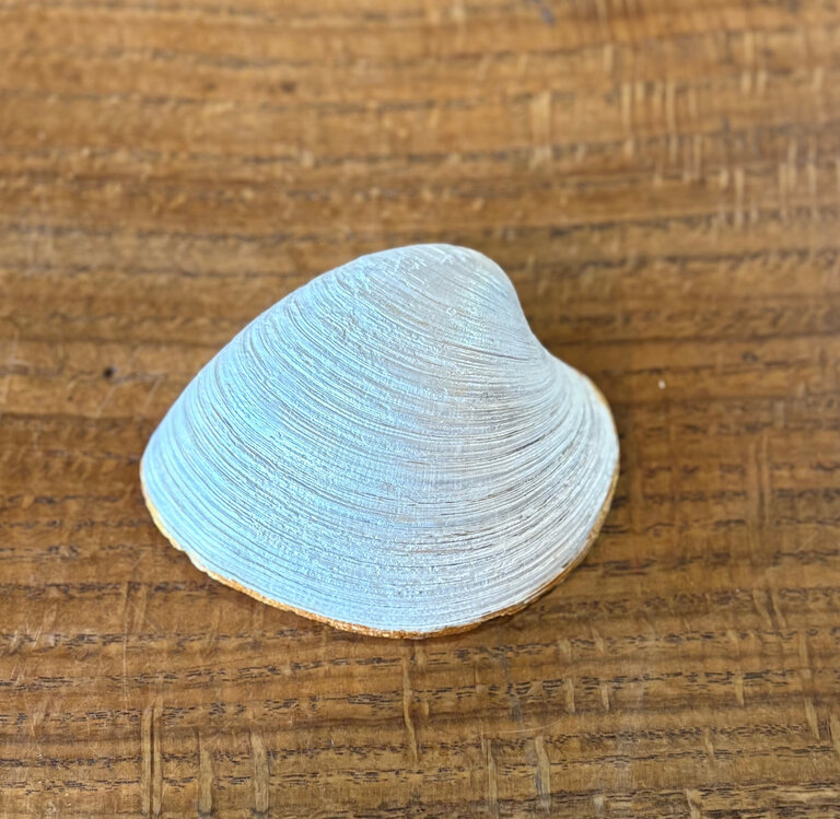 PAINTED SEASHELLS