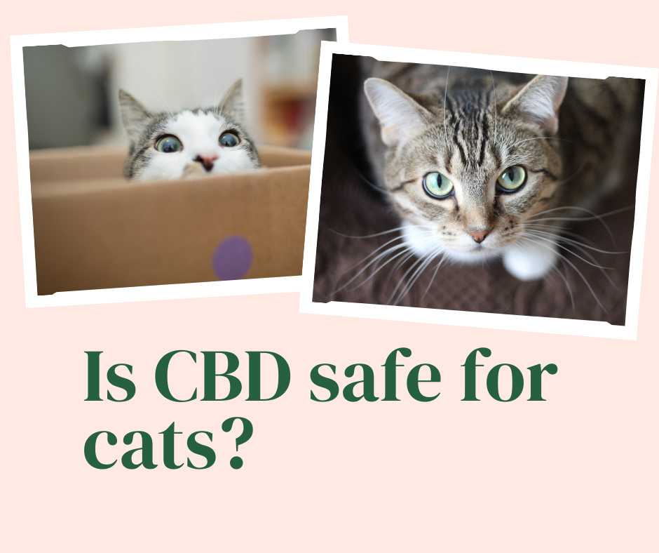 Is CBD safe for cats?