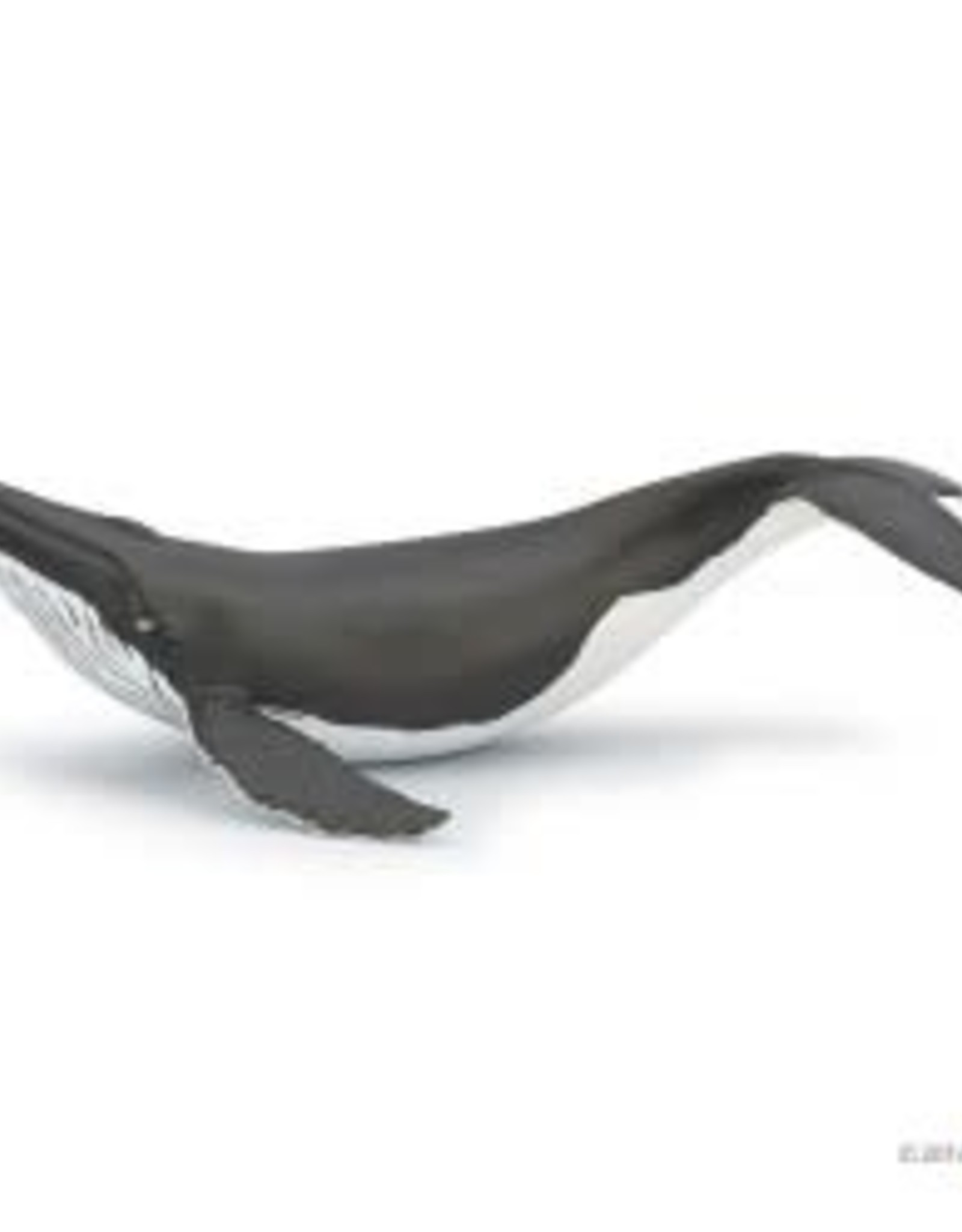 Papo Papo Humpback Whale Calf