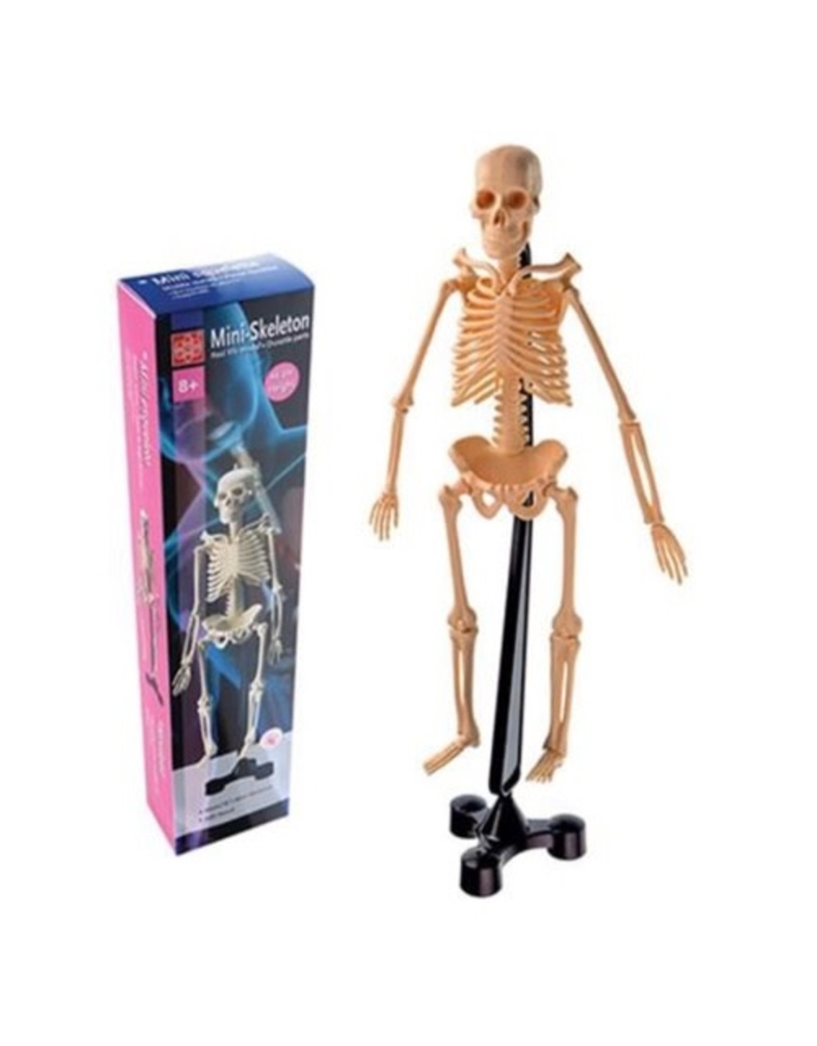 Edu-Toys Human Skeleton