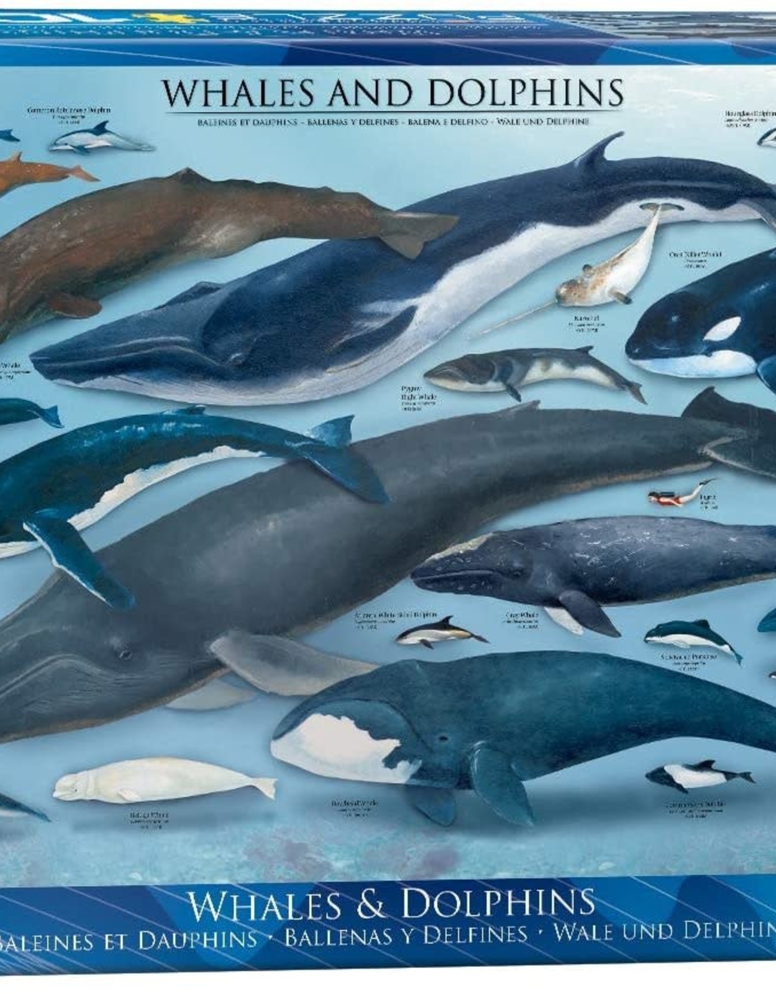 Eurographics Whales & Dolphins 1000pc