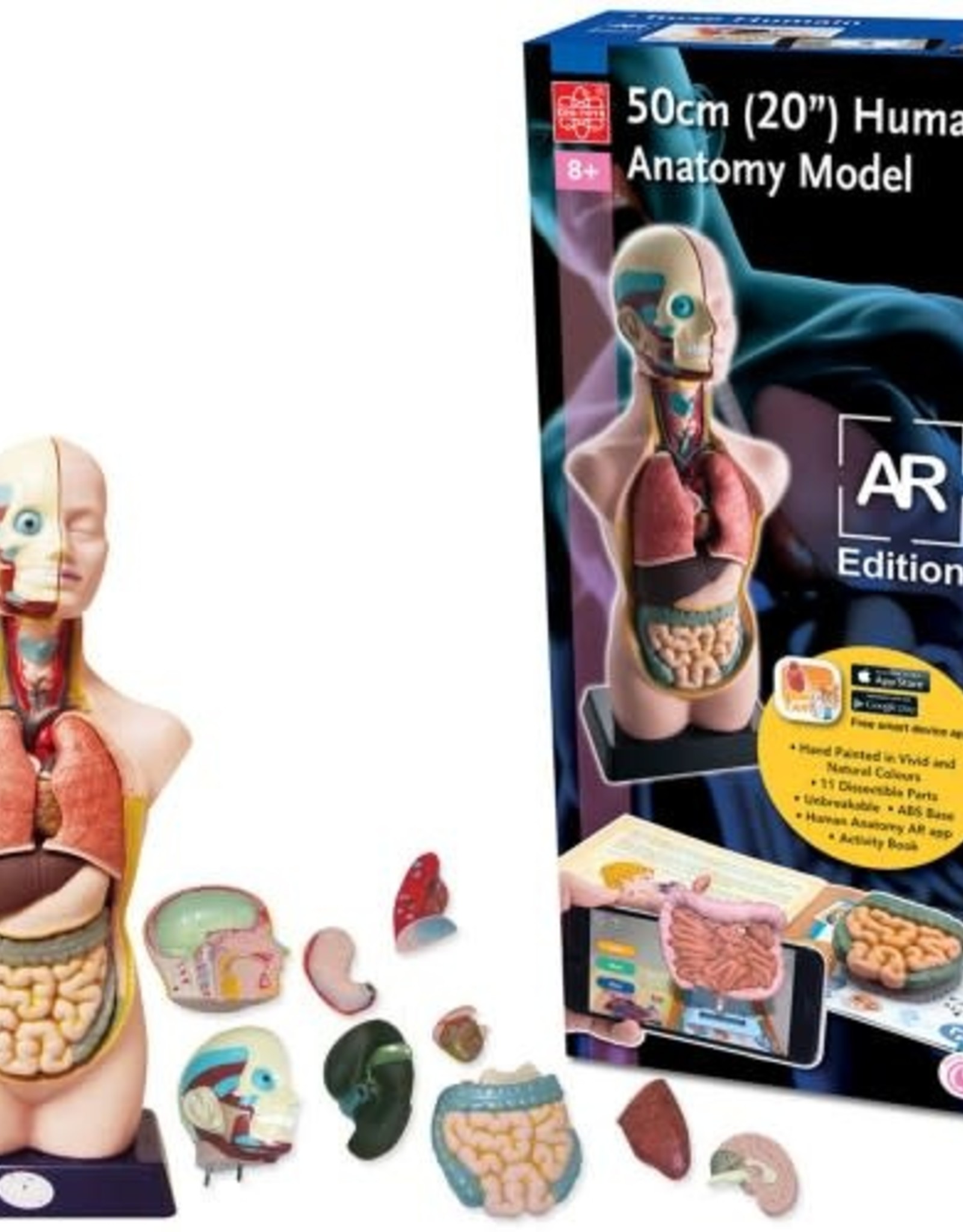 EDU-TOYS エデュトイズ トルソー型 人体模型 内臓模型 解剖 卓上サイズ 