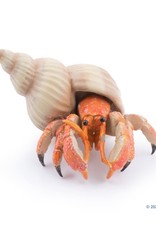 Papo Papo Hermit Crab
