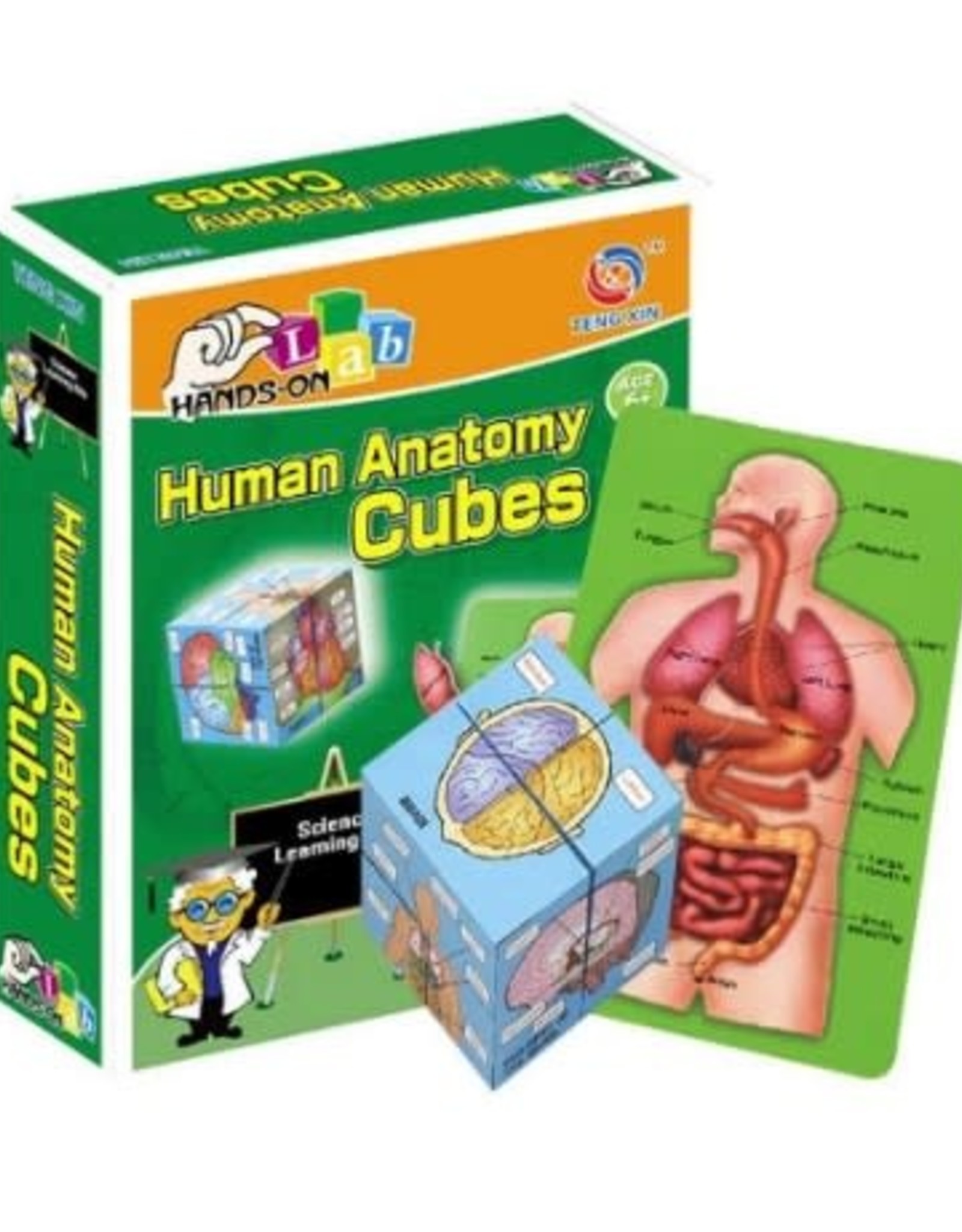 Human Anatomy Cube