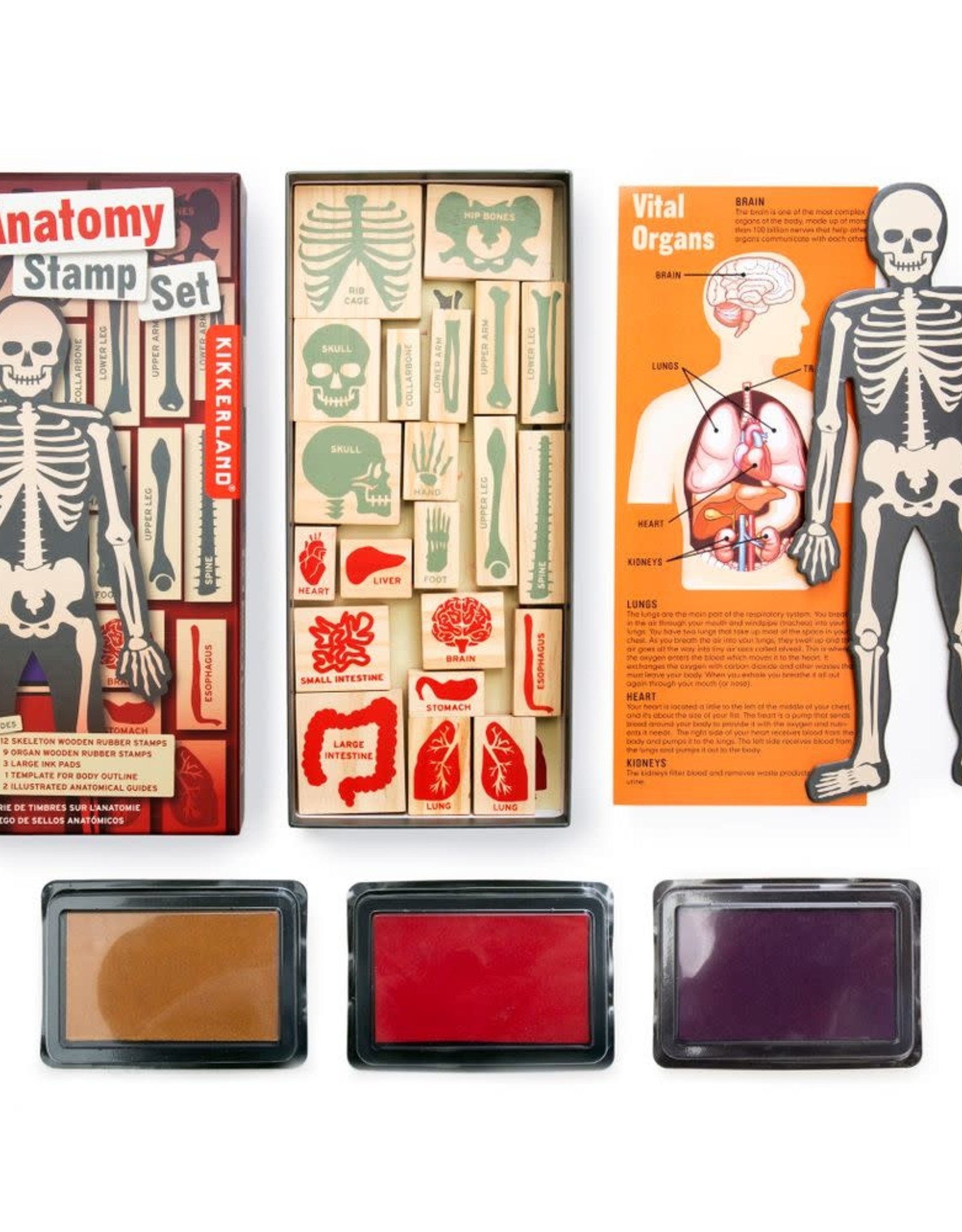 Kikkerland ANATOMY STAMP SET