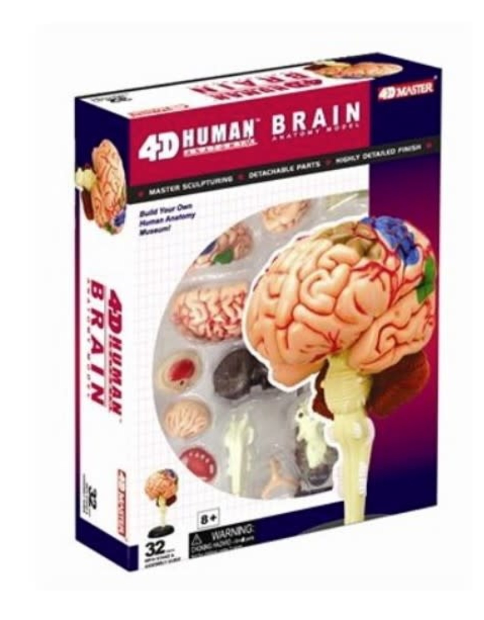 TEDCO 4D Brain