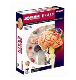 TEDCO 4D Brain