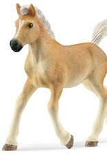 Haflinger Foal  13951