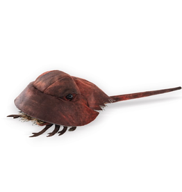FOLKMANIS Horseshoe Crab Puppet