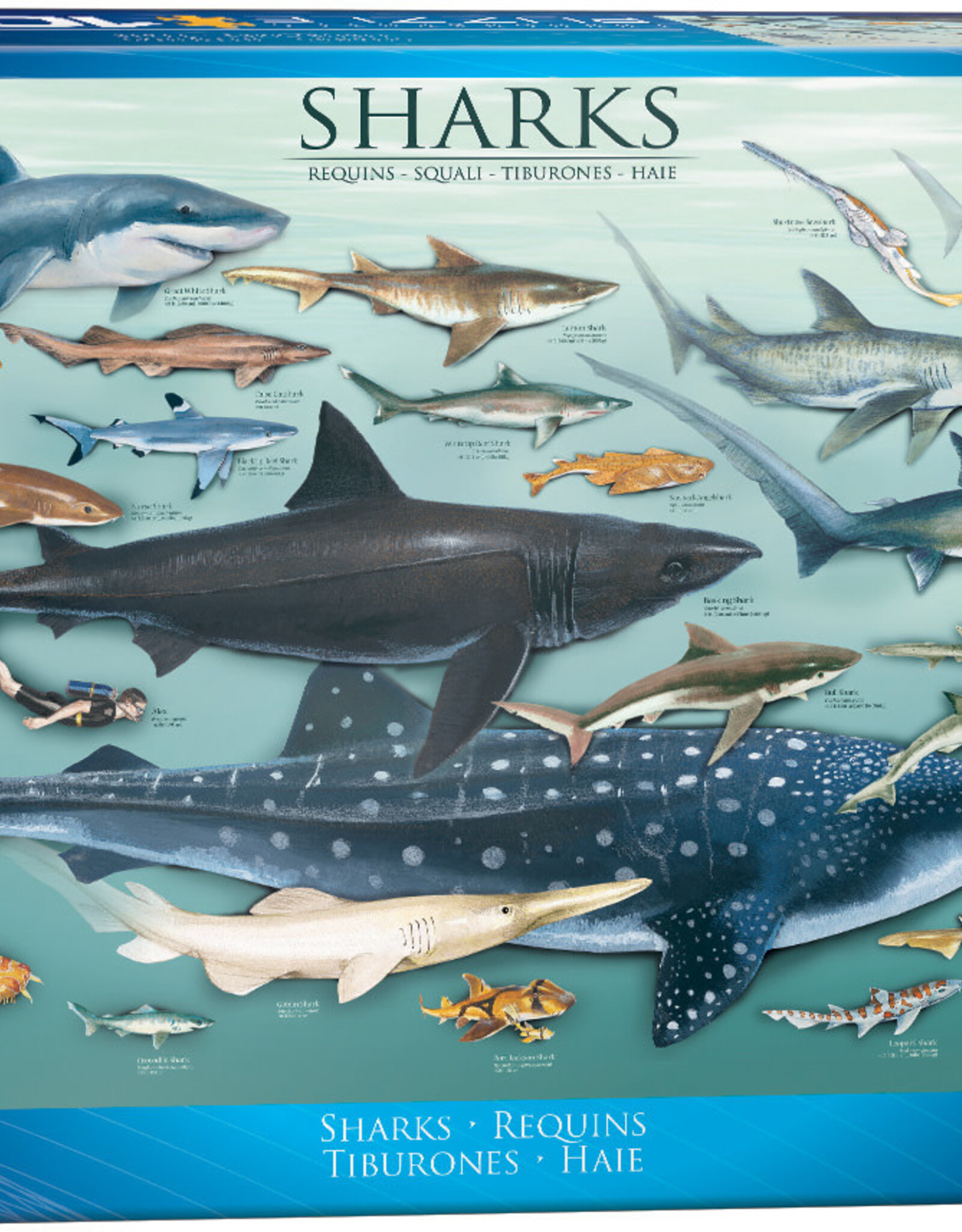 Eurographics Sharks - 1000pc