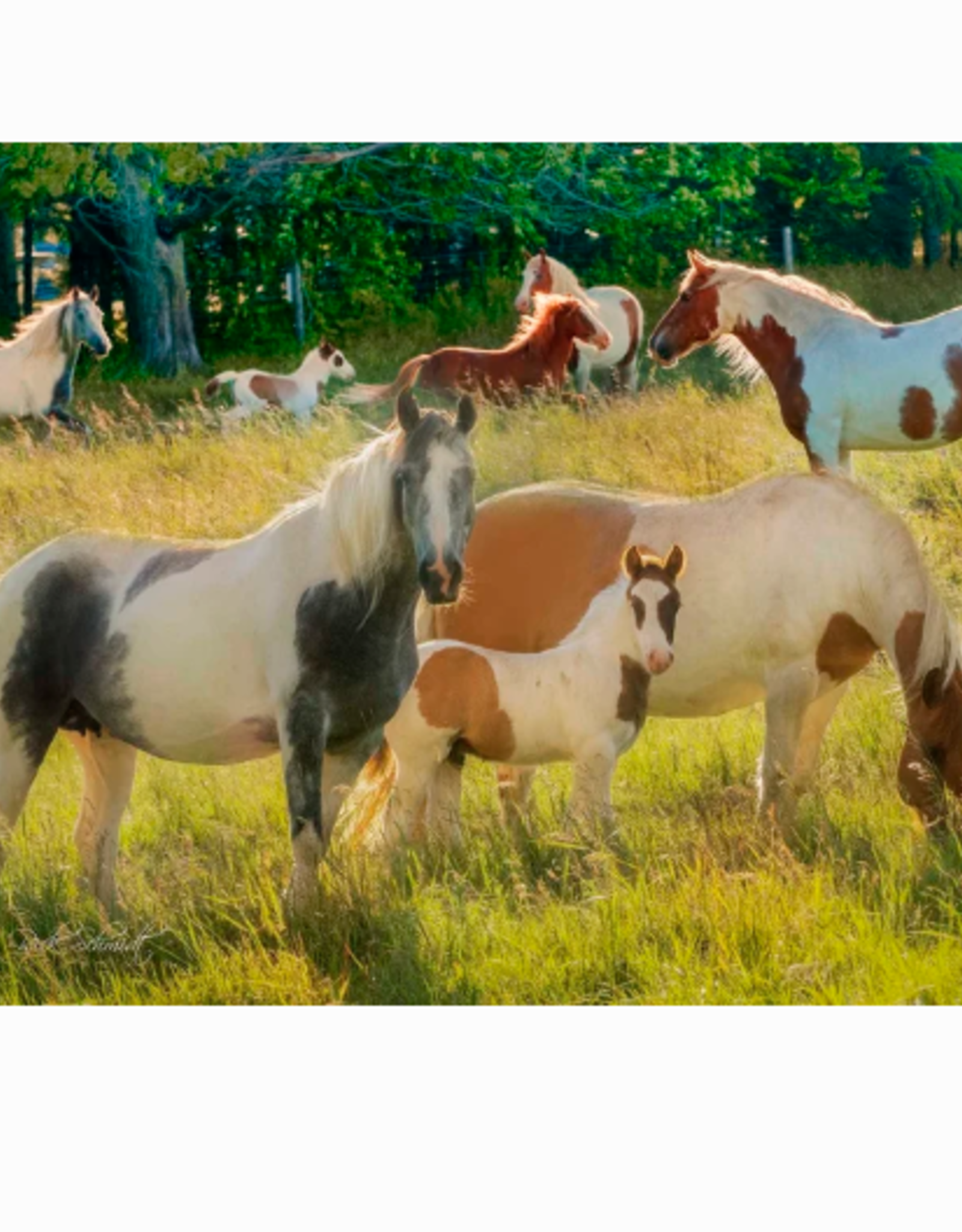 Gifts From The Heart Painted Horses 1000pc