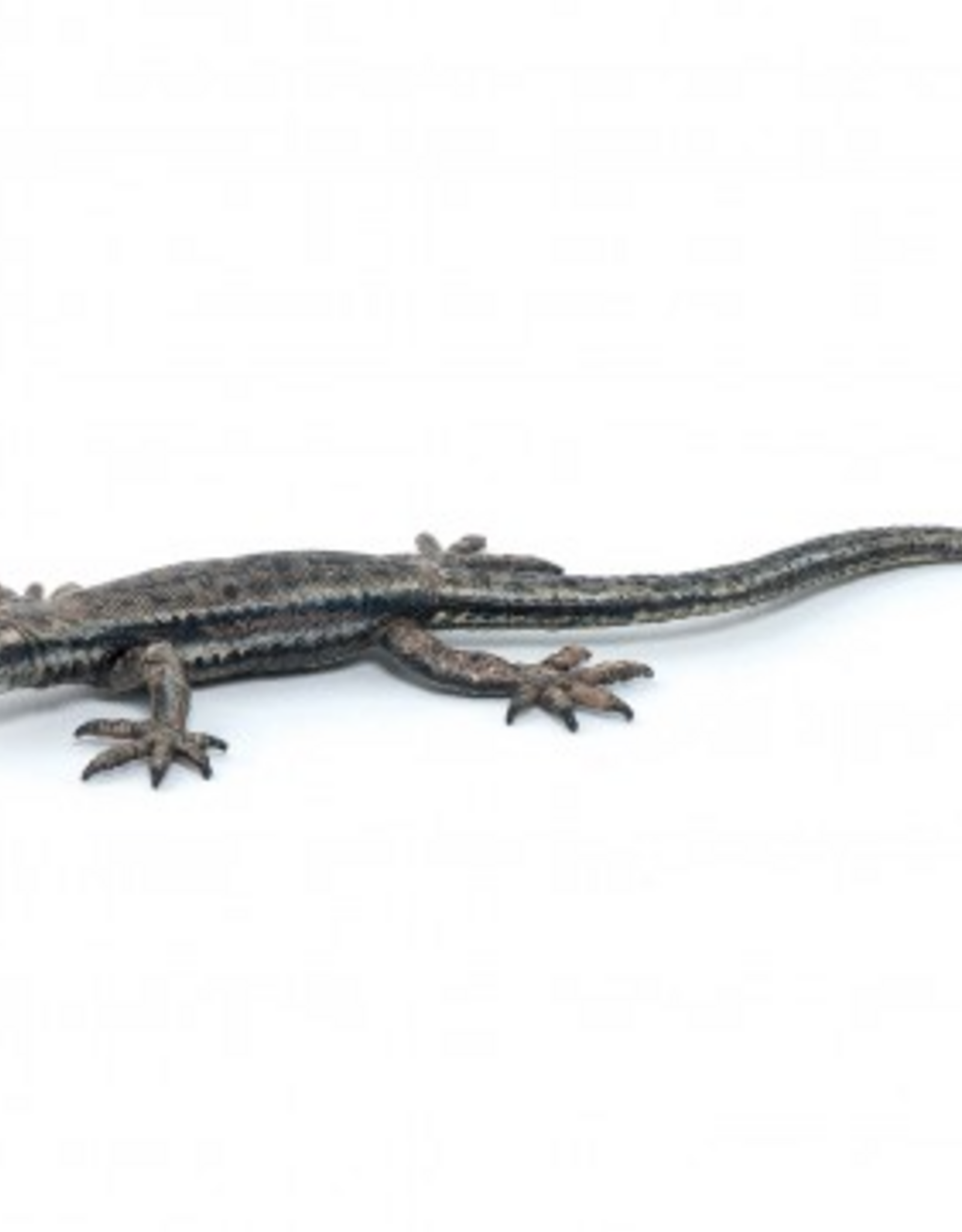 Papo PAPO COMMON LIZARD