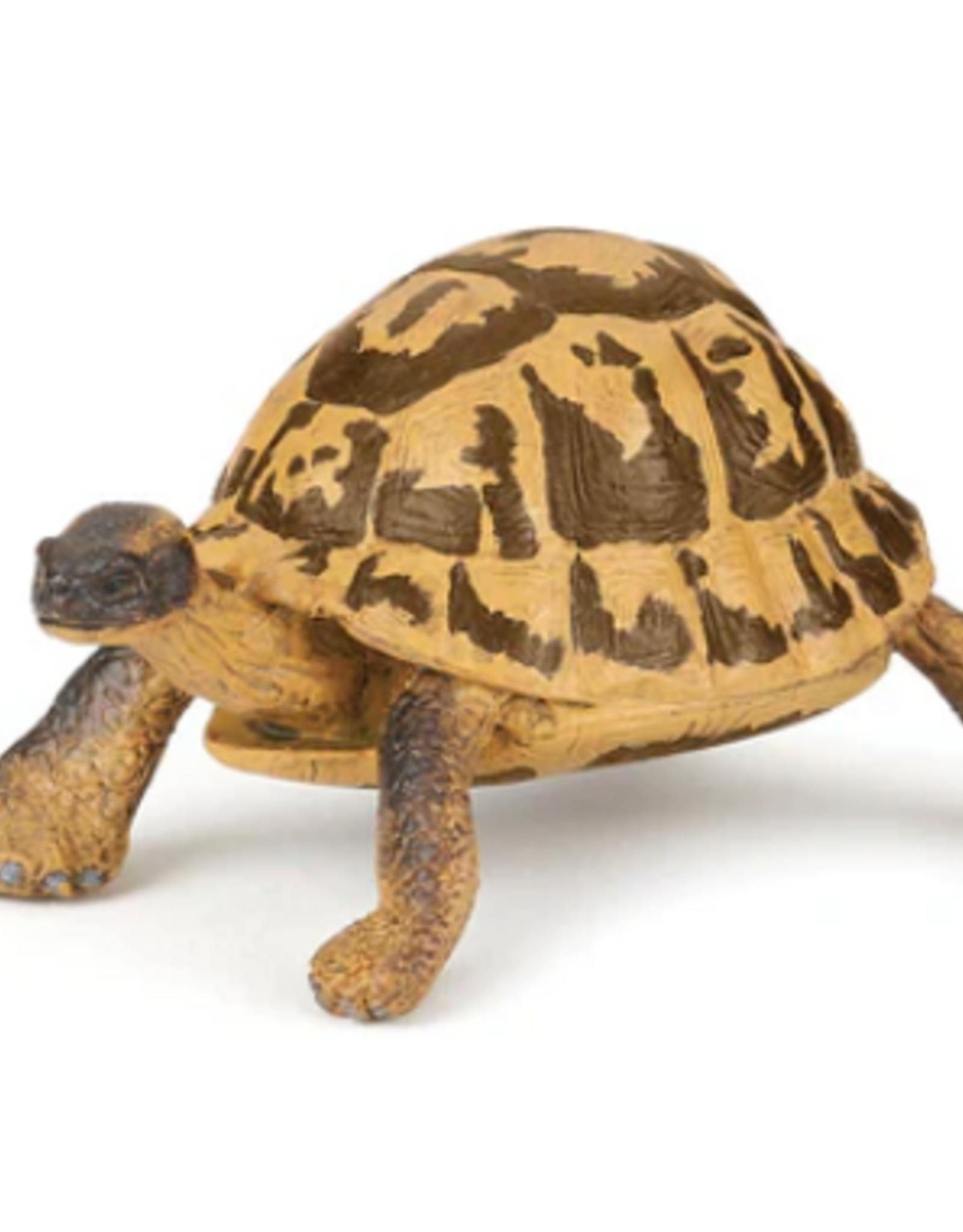 Papo Papo Hermann's Tortoise