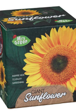 Mrs. Green Giant Sunflower