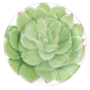 Succulents Paper Salad & Dessert Plates - 8 Per Package