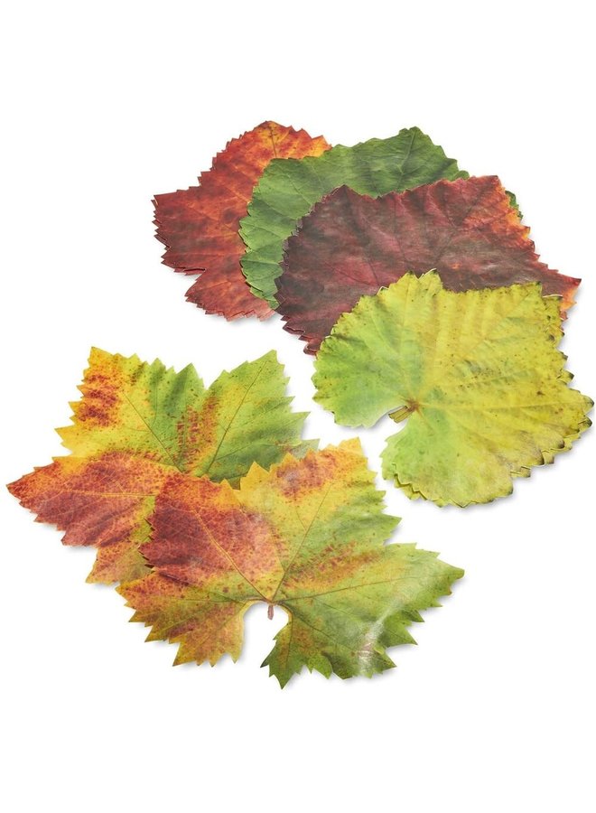 Parchment Cheese Leaves – Grape Variety Pack of 20