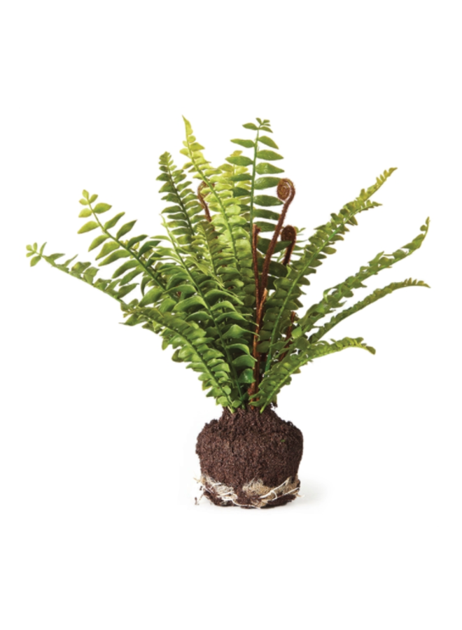 Boston Fern Drop In 11"