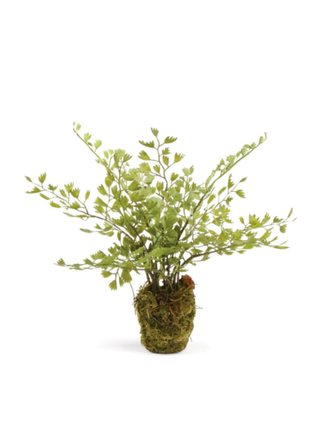 Maidenhair Drop-In 9" tall Root ball: 2 x 1.5 x 2