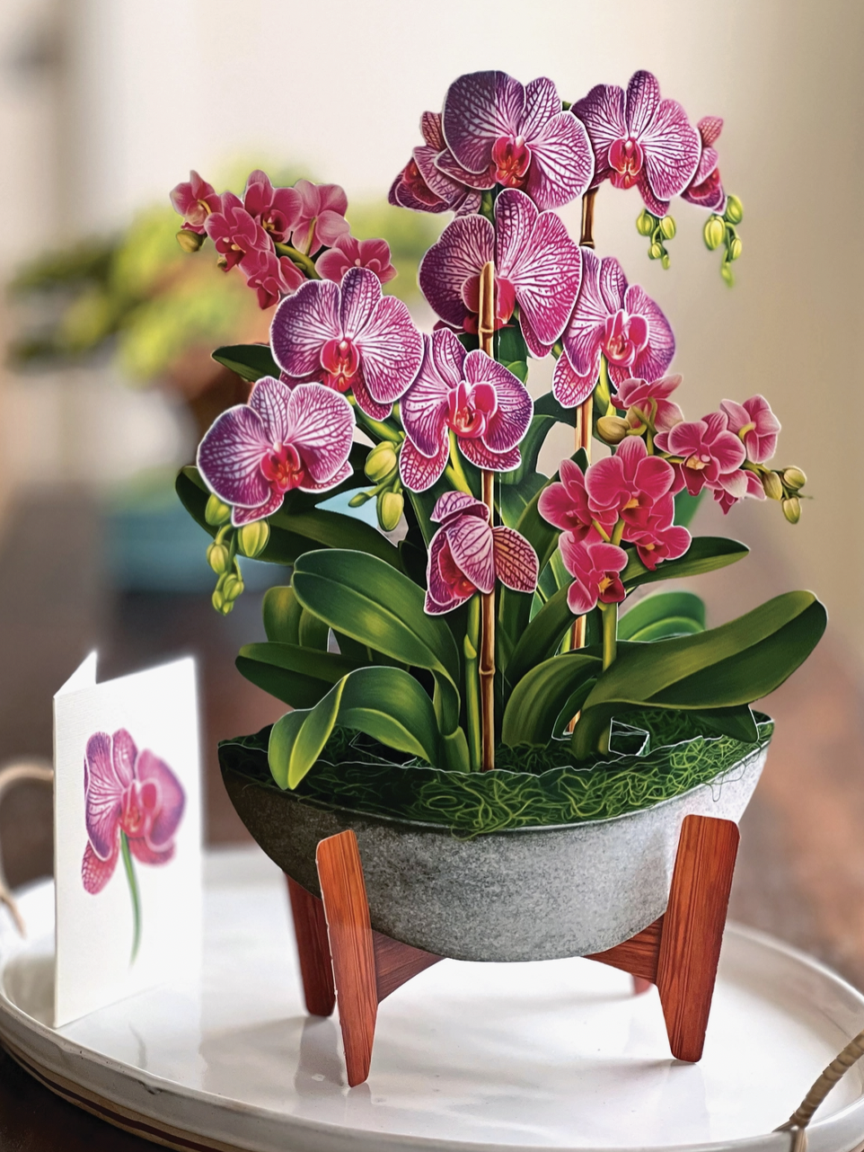 FreshCut Paper Orchid Oasis Pop-Up Greeting Cards - Blackstone's of Beacon  Hill