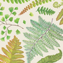 Fern Cocktail Napkin - pack of 20