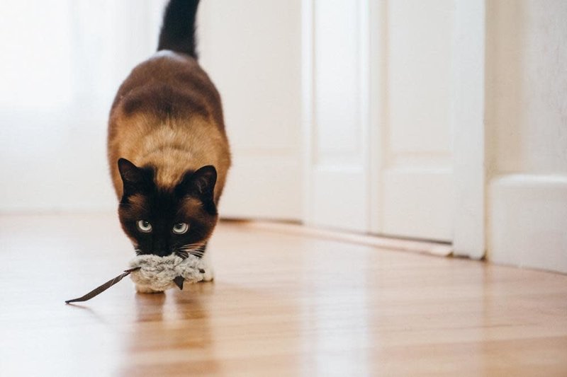 PLAY Feline Frenzy Plush Catnip - Catch A Meowse Toy - Mice 2 Pk