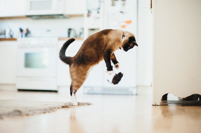 PLAY Feline Frenzy Plush Catnip - Catch A Meowse Toy - Mice 2 Pk