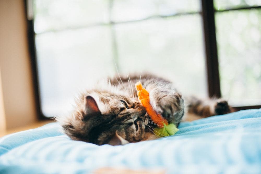 PLAY Feline Frenzy Plush Catnip - Garden Fresh-Carrot/Apple/Egg Plant 3Pk