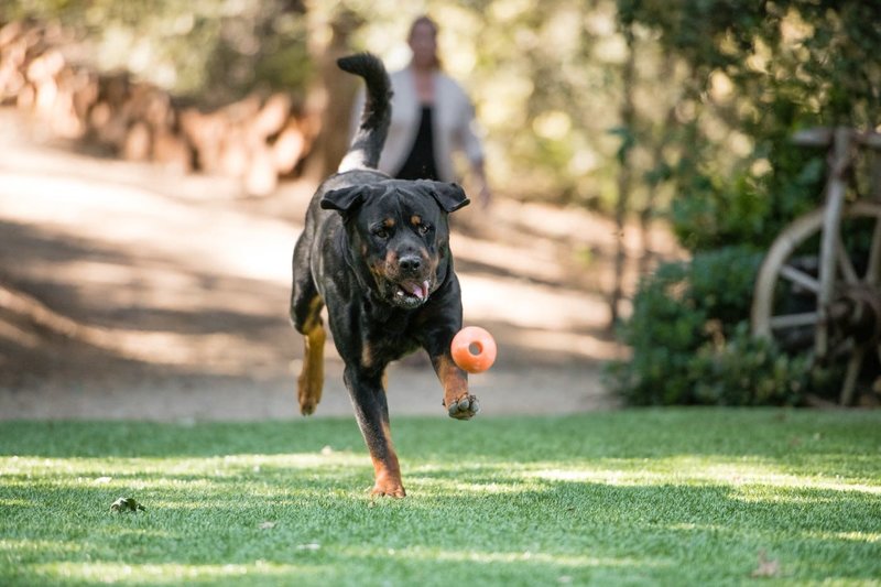 PLAY ZoomieRex - IncrediBall - Orange