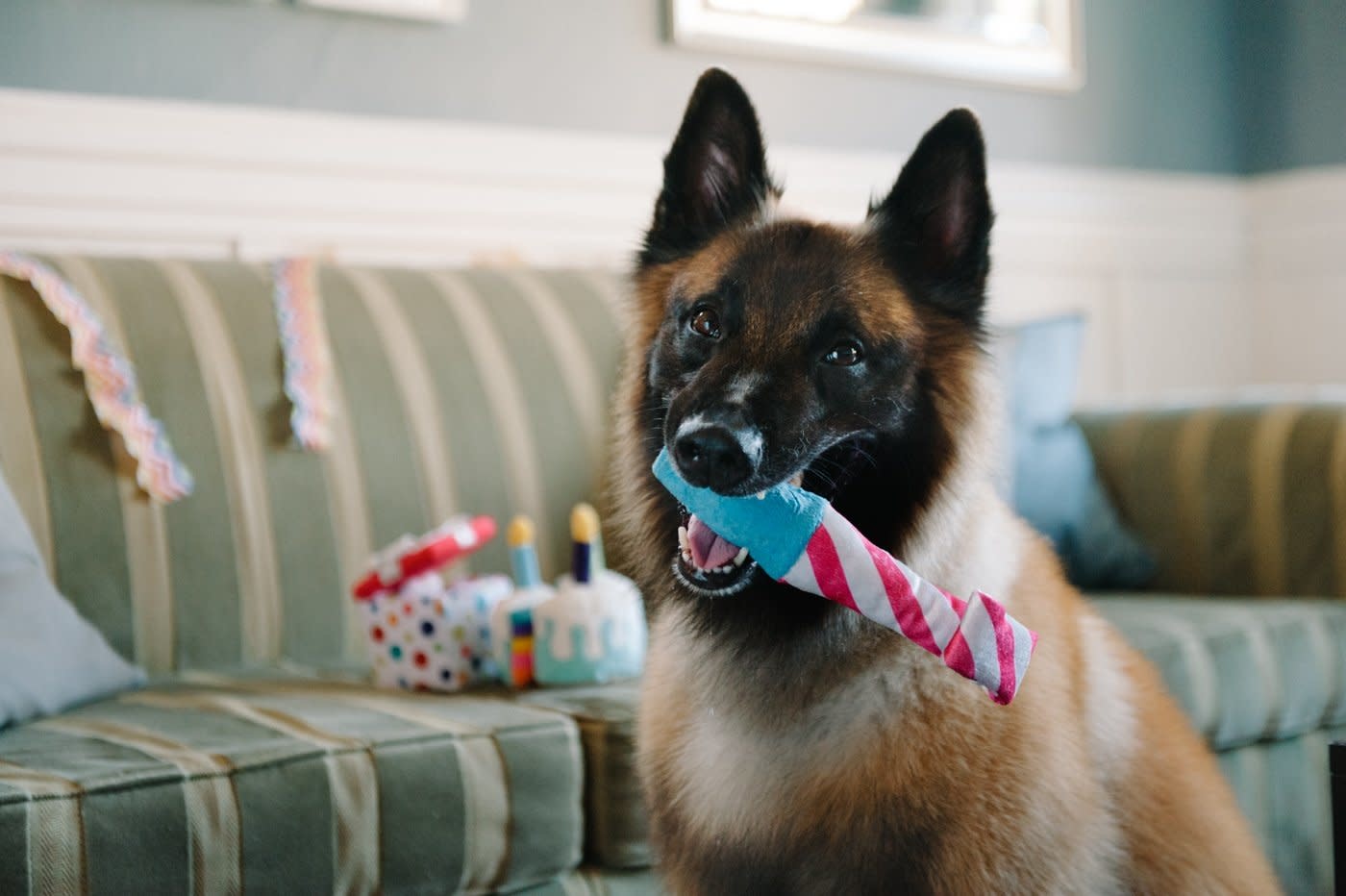 PLAY Party Time Collection - Raise the Woof Party Horn