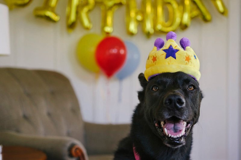 PLAY Party Time Collection - Canine Crown