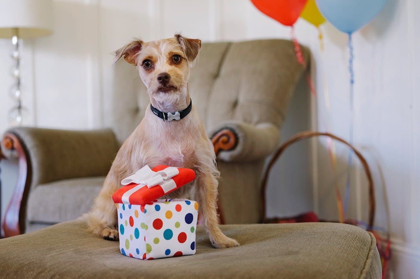 PLAY Party Time Collection - Pawfect Present
