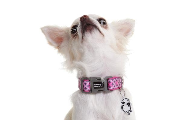 DOOG Toto Collar