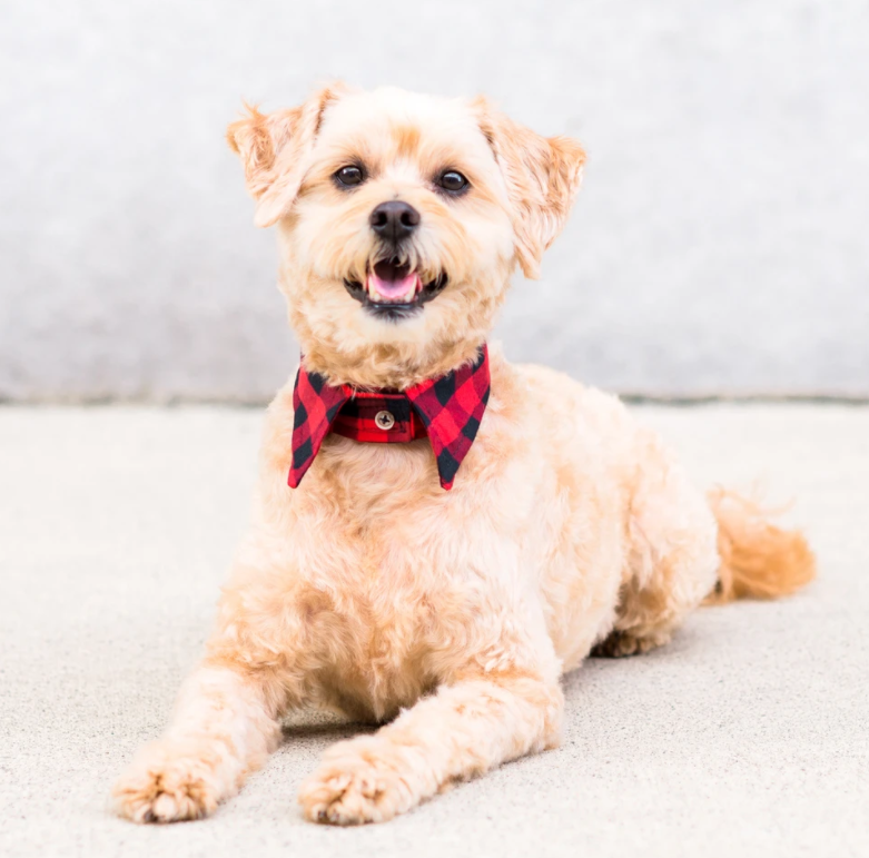 The Rover Boutique Lake Tahoe Pointed Collar