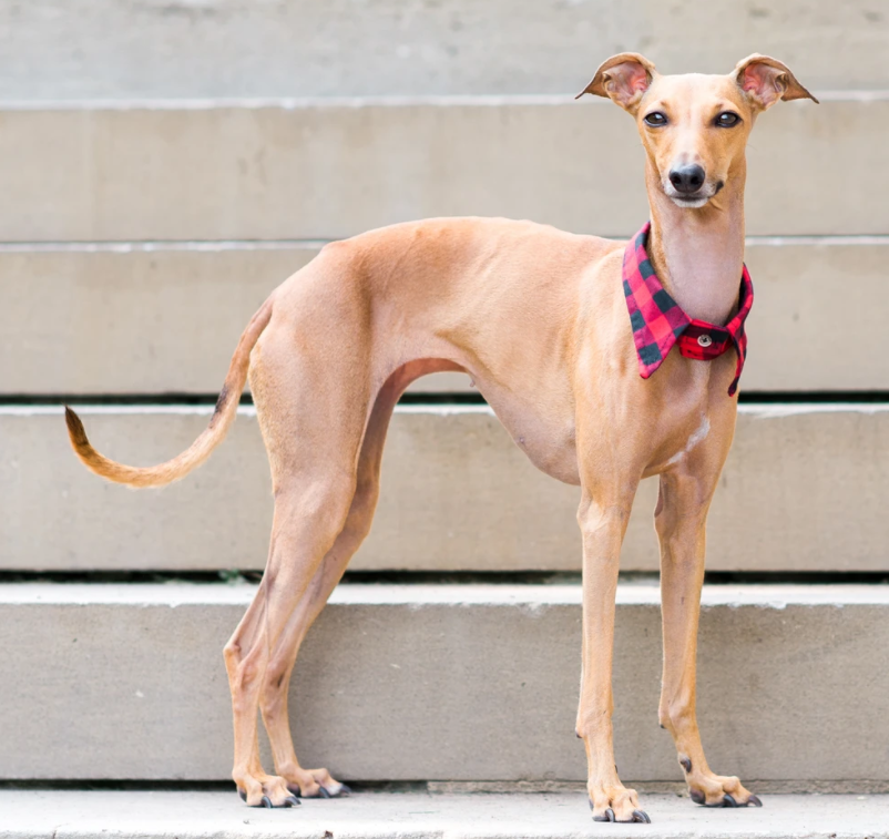 The Rover Boutique Lake Tahoe Pointed Collar