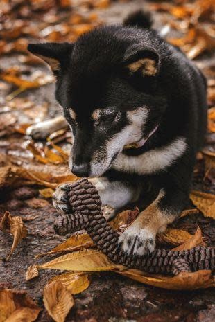 Tall Tails Braided 9" Stick - Chocolate Brown
