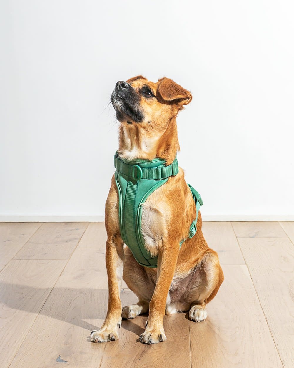 Wild One Harness - Spruce