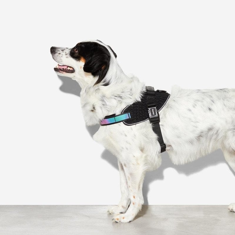 Zee Dog Fly Harness Gotham