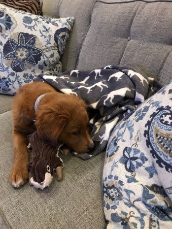 Tall Tails Plush Squirrel Squeaker Toy - 12"