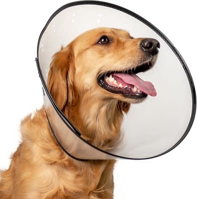 Calm Paws Basic E-Collar Clear