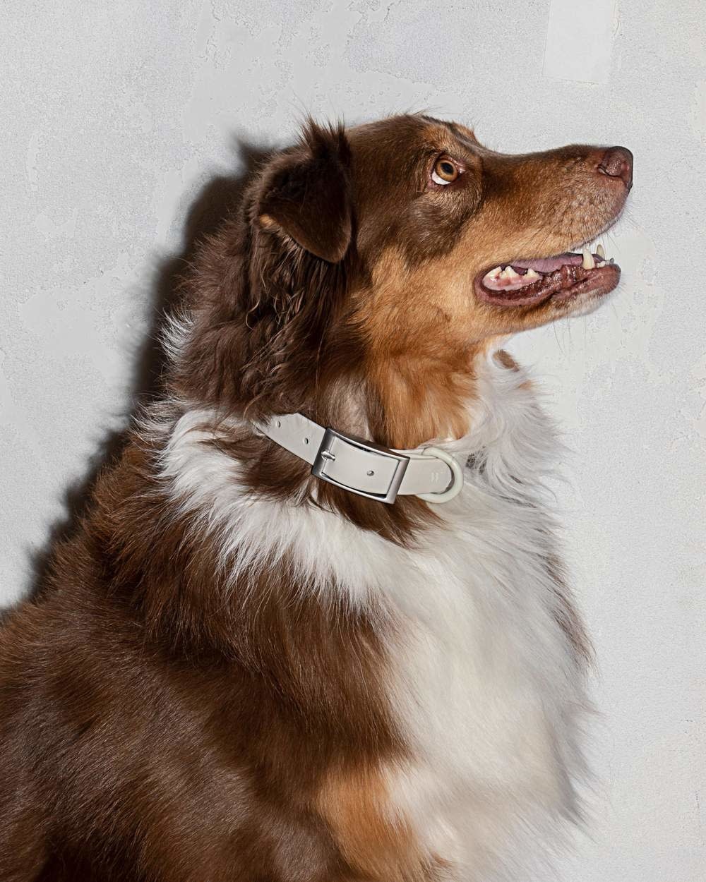 Wild One Collar- Gray