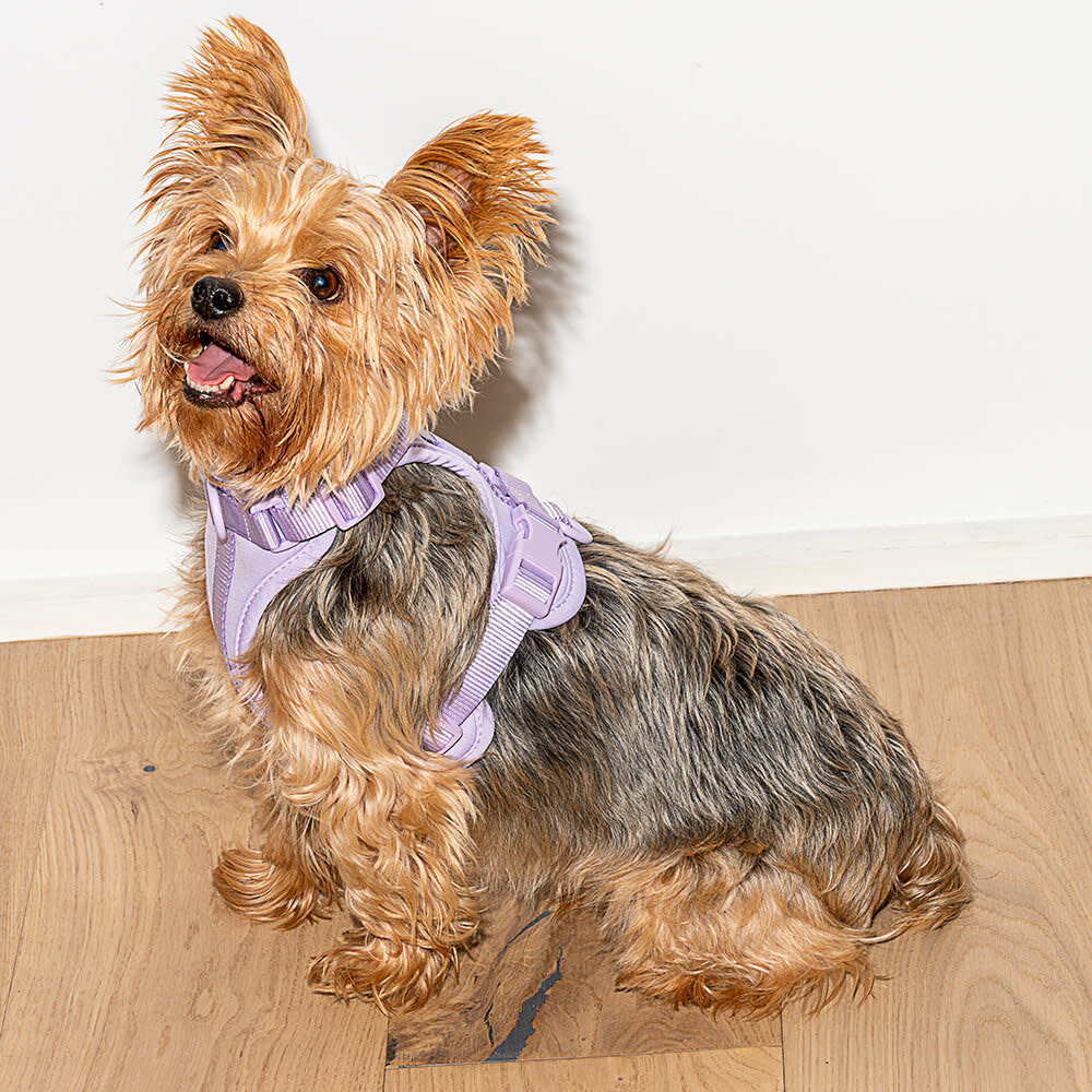 Wild One Harness - Lilac