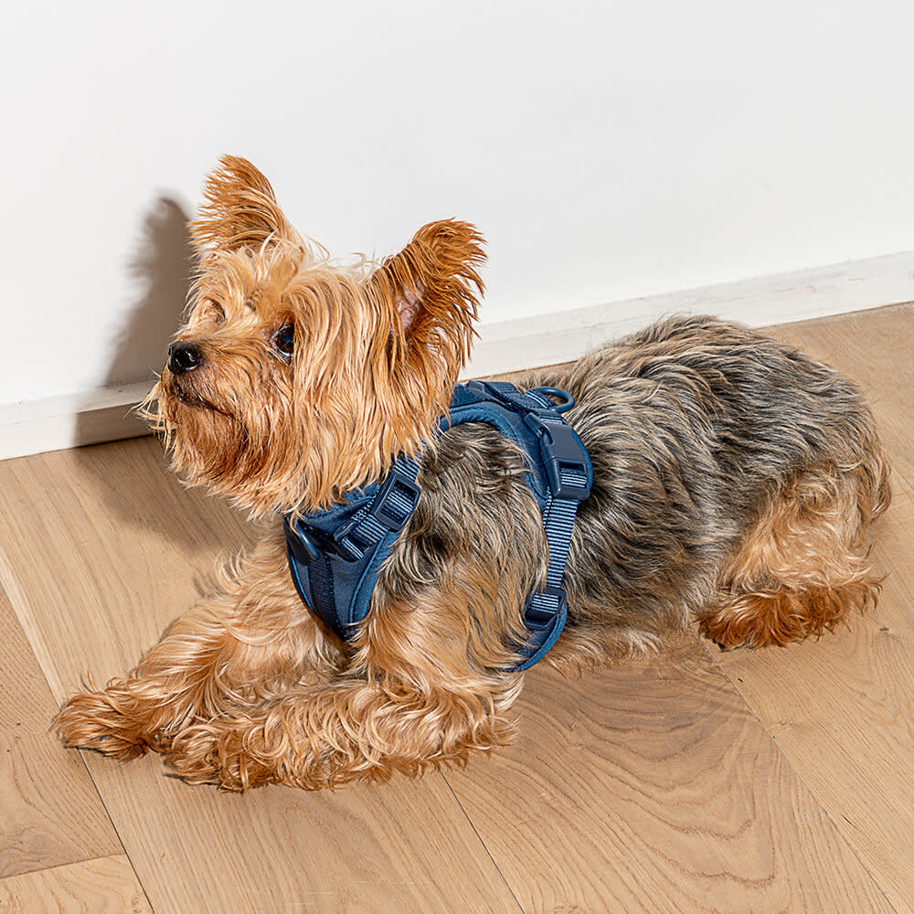 Wild One Harness - Navy