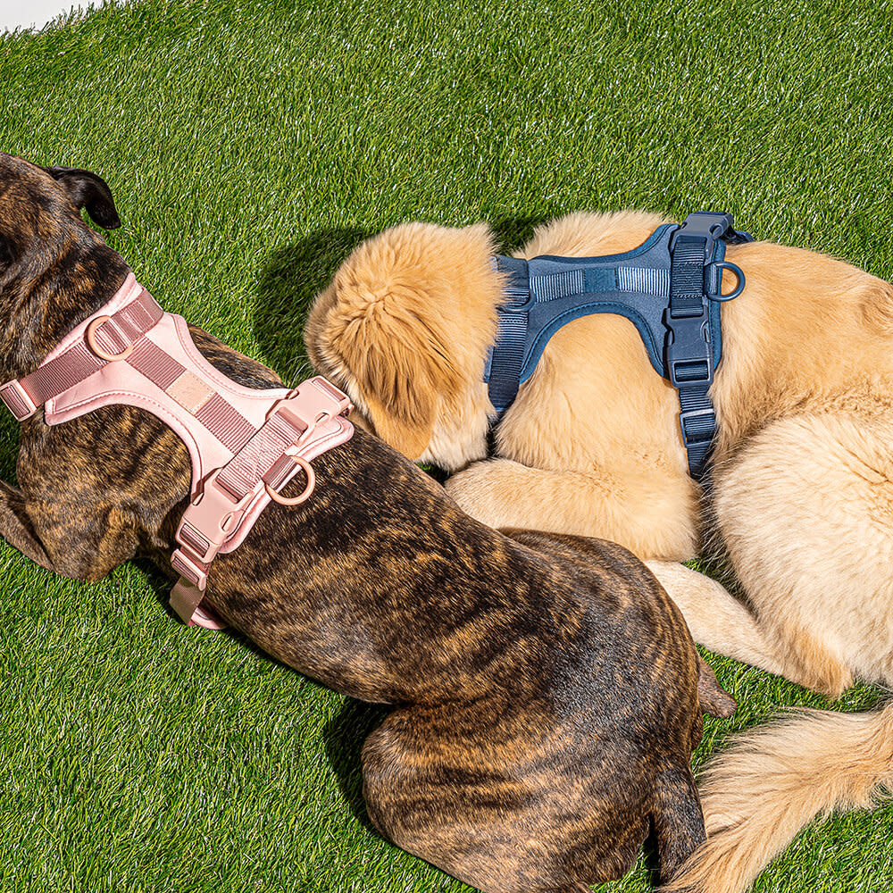 Wild One Harness - Navy