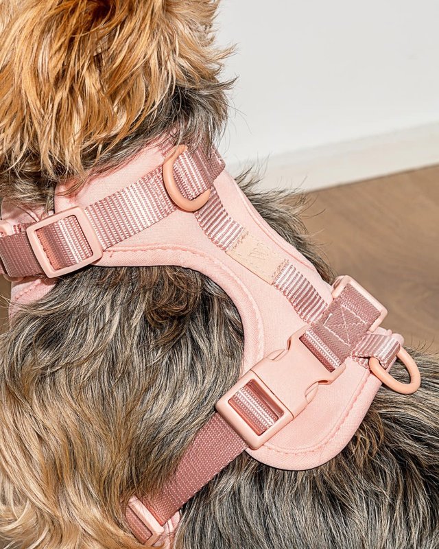 Wild One Harness 2.0 Pink