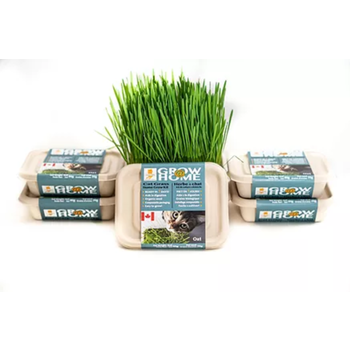 Fog Farms Urban Growers Wheat Grass For Cats Kit