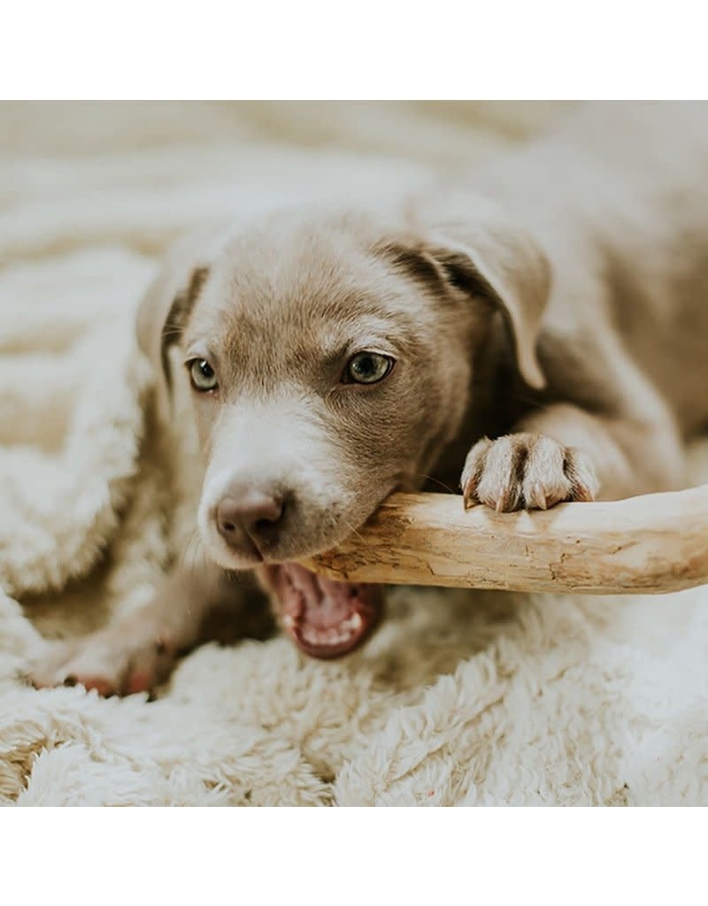 Canophera Dog Chew Stick Made of Coffee Tree Wood