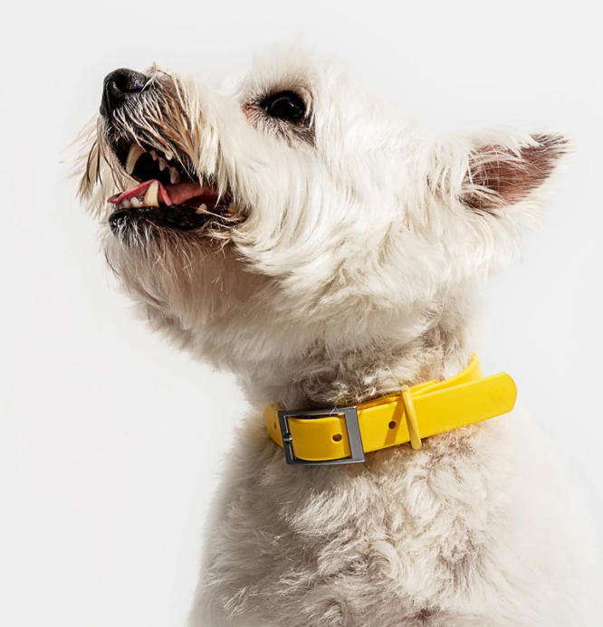 Wild One Collar- Butter
